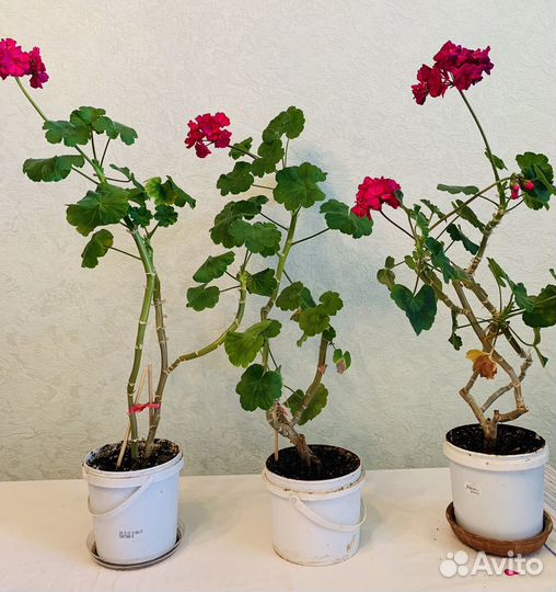 Пеларгония герань ярко-малиновая