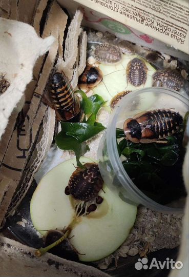 Аргентинский таракан стартовая колония