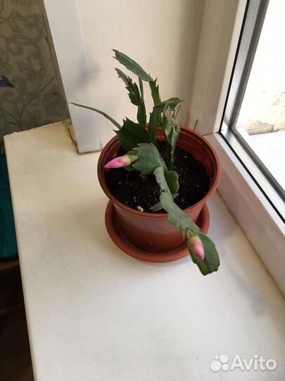 Декабрист шлюмберга розовый