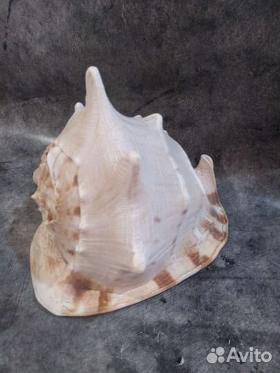 Крупный рапан