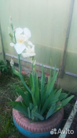 Садовые цветы