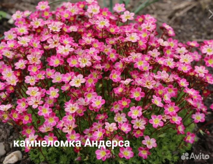 Цветы многолетник камнеломка котиледон Андерса