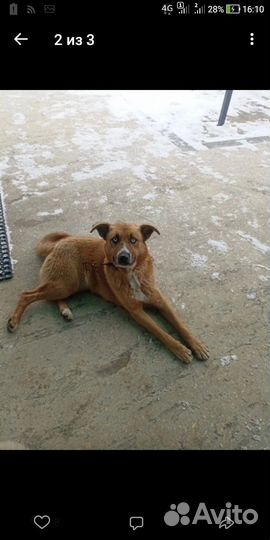 Собака в добрые руки