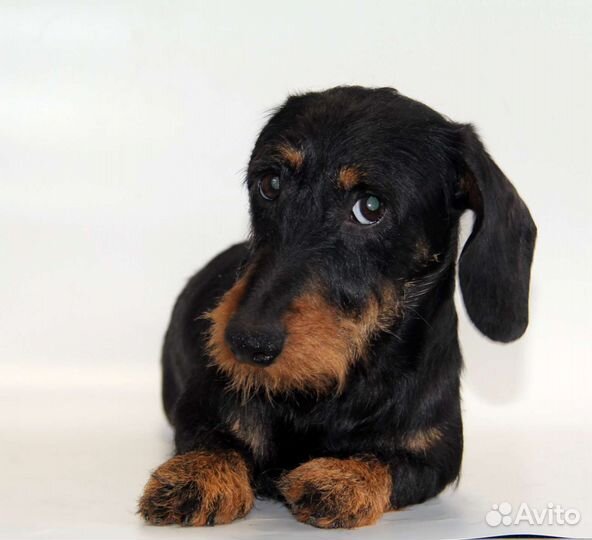 Миниатюрная такса