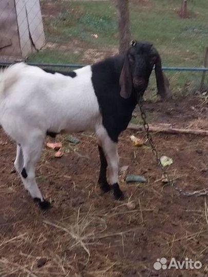 Козёл,коза,крольчата
