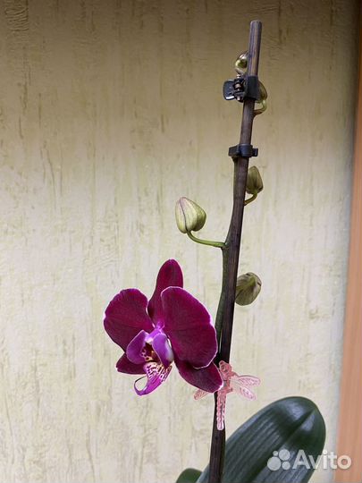 Орхидея фаленопсис