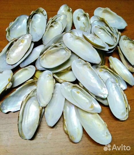 Ракушки мидий, материал для поделок