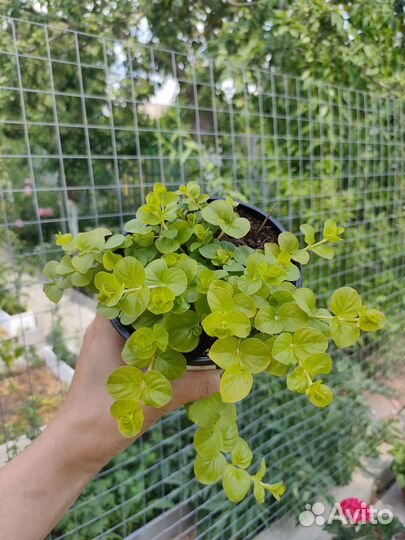 Вербейник монетчатый