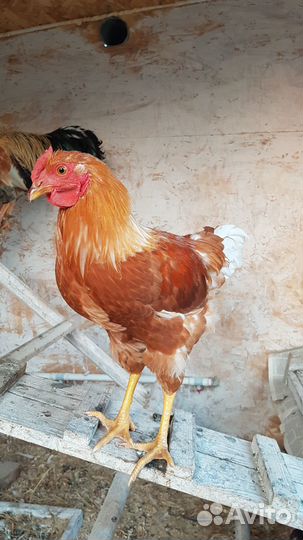 Молодые петушки