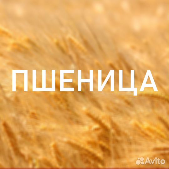 Пшеница