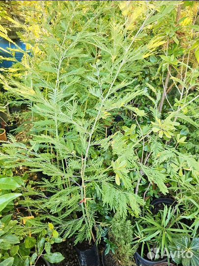 Саженцы Мимоза акация серебристая зкс