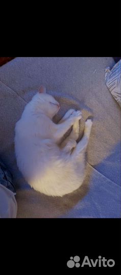 Отдам в добрые руки