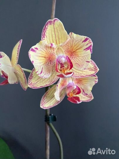 Орхидея Phal. KES10 Phal. Baidan's Kaleidoscope