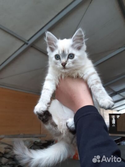 Кошка / котенок ищет дом