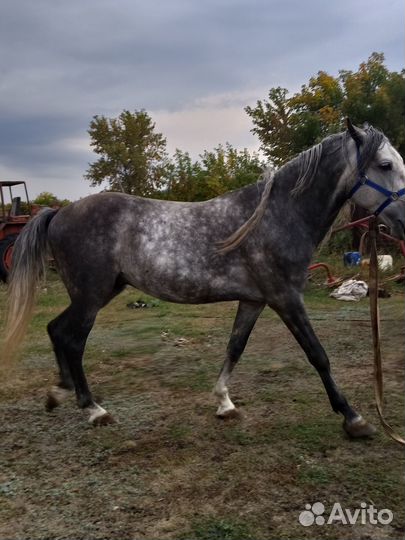 Жеребец орловский рысак