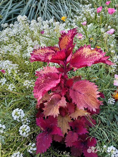 Колеусы вегетативные