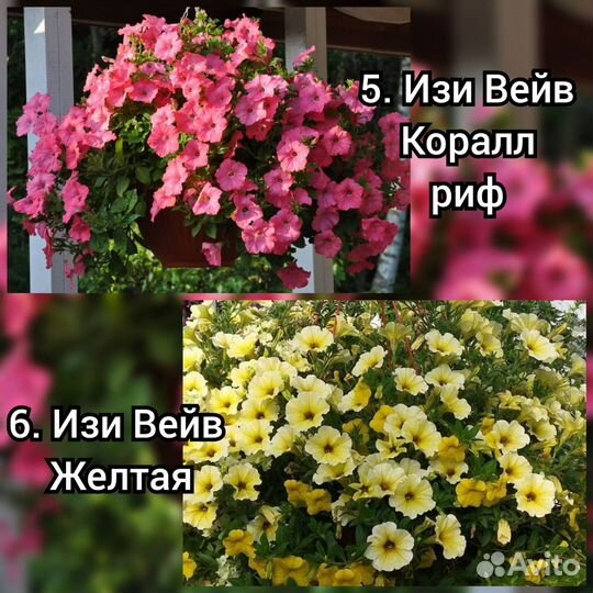 Петуния ампельная рассада