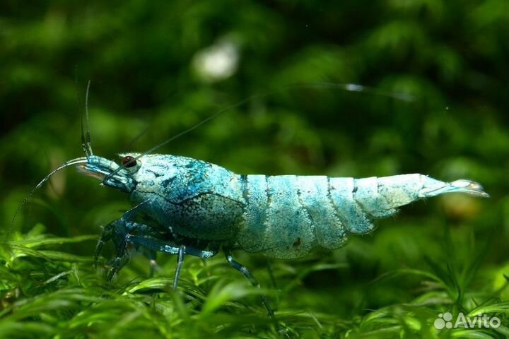 Креветки Taiwan Bee: 