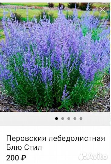 Цветы многолетние и кустарники