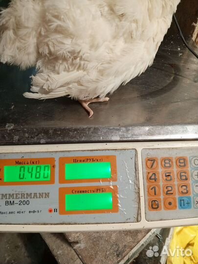 Инкубационное яйцо. Белый гигант