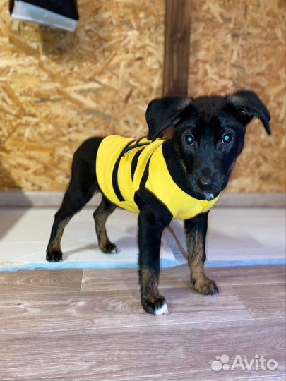 Щенок Билайн