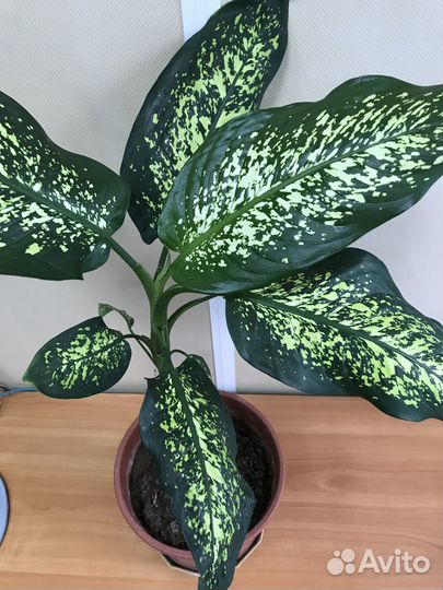 Диффенбахия