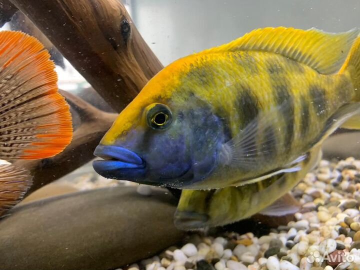 Продам крупных цихлид и аквариум Juwel