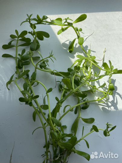 Растения для аквариума, креветки, улитки ампулярии