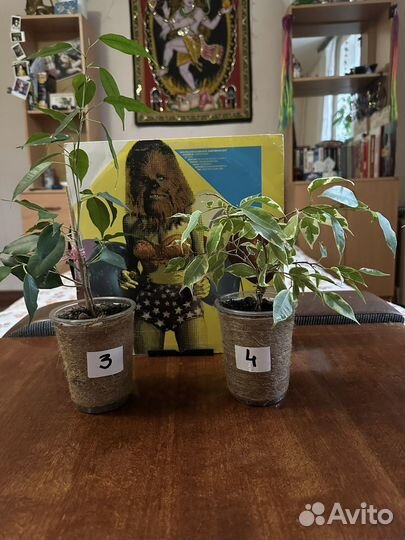Комнатные растения фикусы/колеусы Другое
