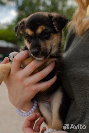 Щенок девочка в добрые руки