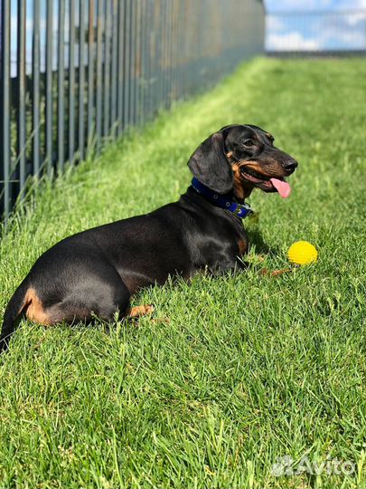 Такса вязка девочка