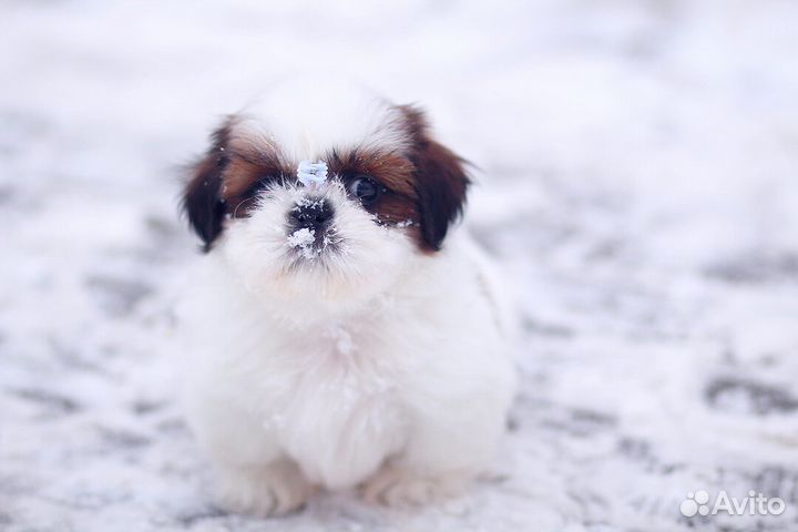 Любовь с первого взгляда