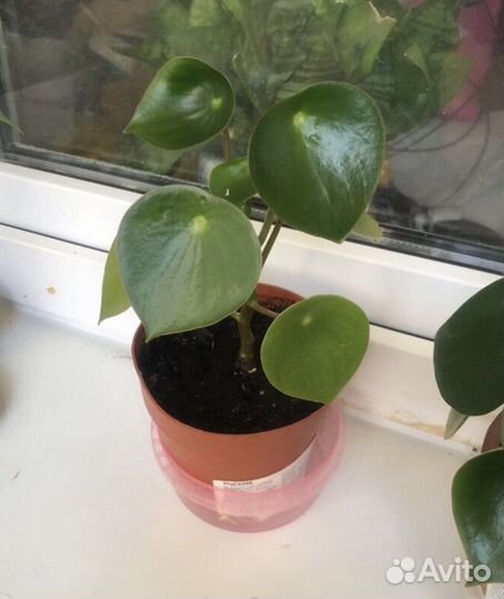 Пеперомия Рейндроп