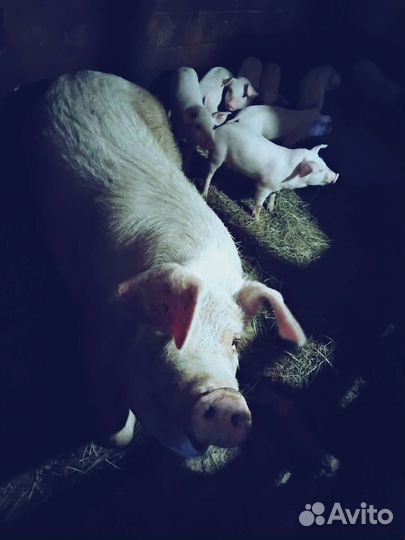 Поросенок ландрас