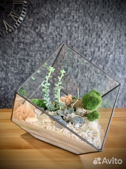 Флорариум с суккулентами в форме техники Тиффани