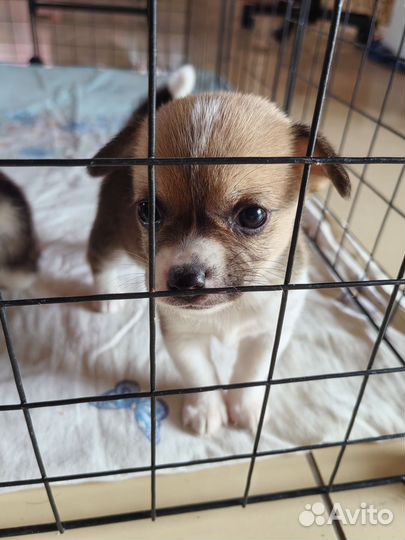 Щенки помесь