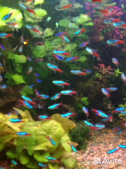 Аквариумные рыбки неоны и другие