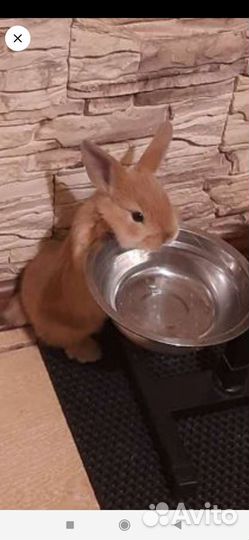 Декоративные кролики