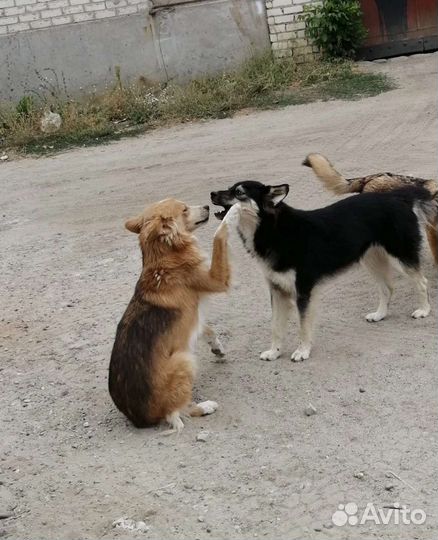 Собака в добрые руки