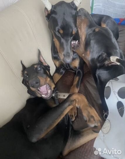 Передержка собак/домашняя передержка собак