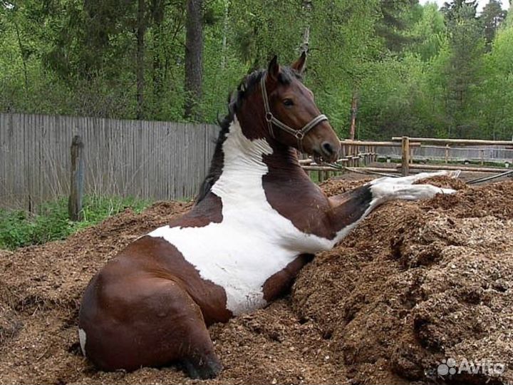 Конский навоз с доставкой