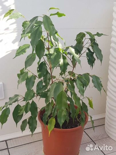 Фикус бенджамина