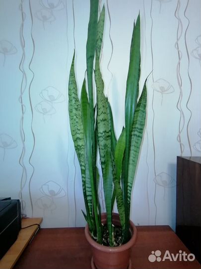 Сансевиерия, молочай