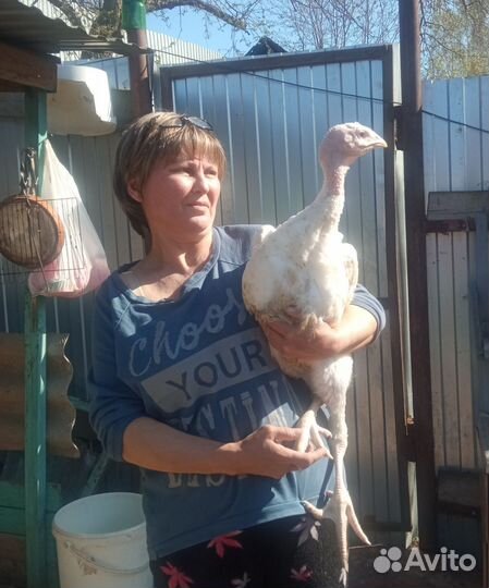 Индюк. Тяжёлый кросс Биг6. 2 мес. 3 нед