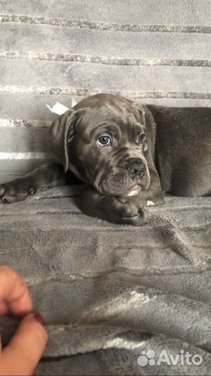 Щенки кане корсо