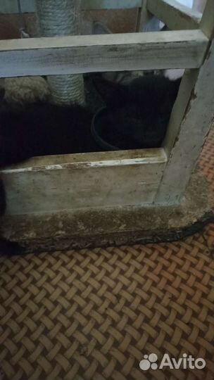 Отдам котят в хорошие руки