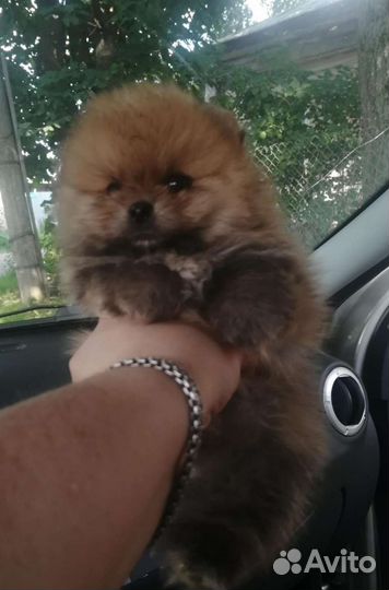 Щенки шпица