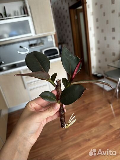 Фикус, сингониумы