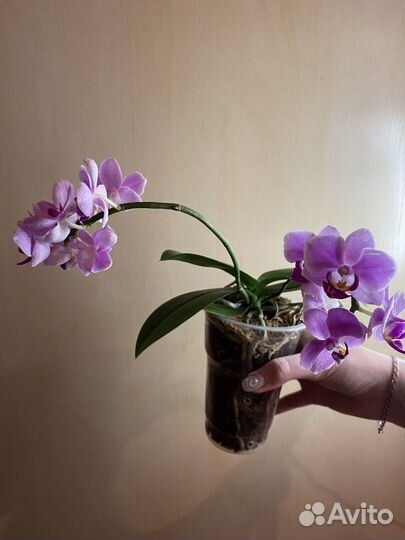Орхидеи из домашней коллекции