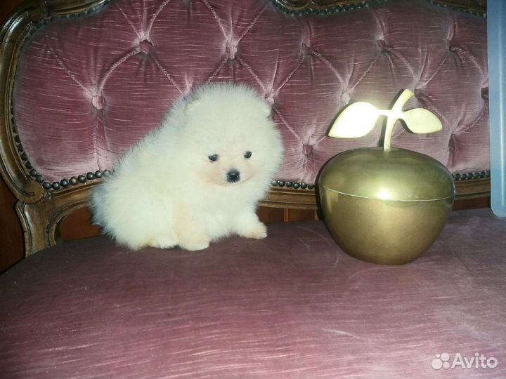 Микро Крошка Померанский шпиц